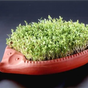 Römertopf Kresseigel 6