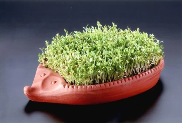 Römertopf Kresseigel 3